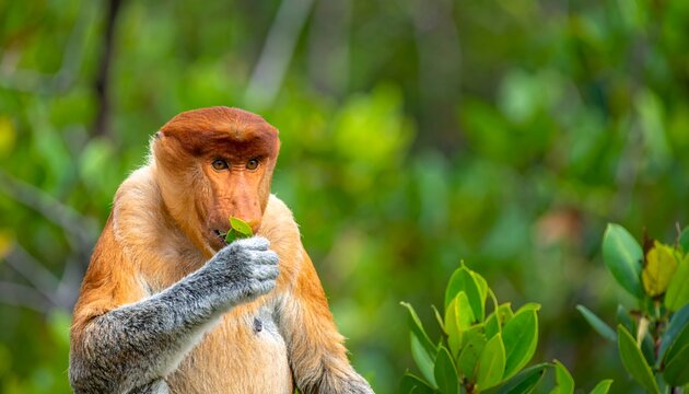 A proboscis monkey eats green leaves against a leafy, out-of-focus backdrop of nature