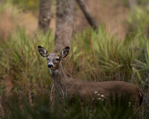 A close wildlife portrait of a young white-tailed deer, captured in soft natural light with a calm forest background.