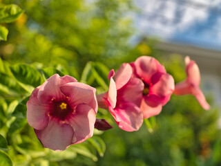 Fototapeta premium Allamanda blanchetii purple flowers are blooming beautifully.
