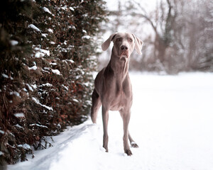 Weimaraner dog standing in winter