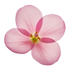 Fototapeta premium Soft Pink Geranium Flower Isolated Transparent Background Macro Detail