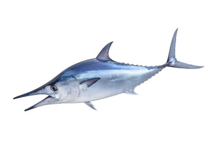 Obraz premium shark isolated on white