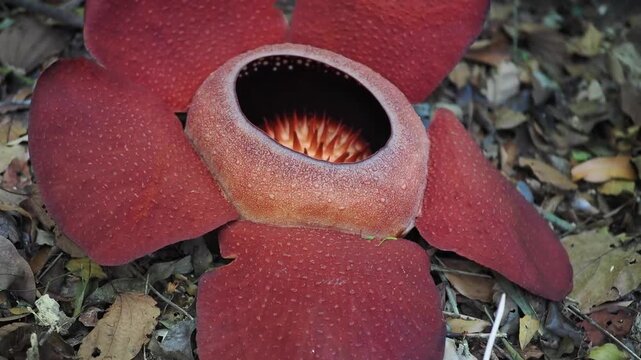 Rafflesia kerrii this flowering plant has the largest flowers in the world and is found in Khao Sok, Surat Thani Province.	