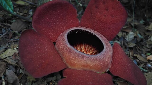 Rafflesia kerrii this flowering plant has the largest flowers in the world and is found in Khao Sok, Surat Thani Province.	