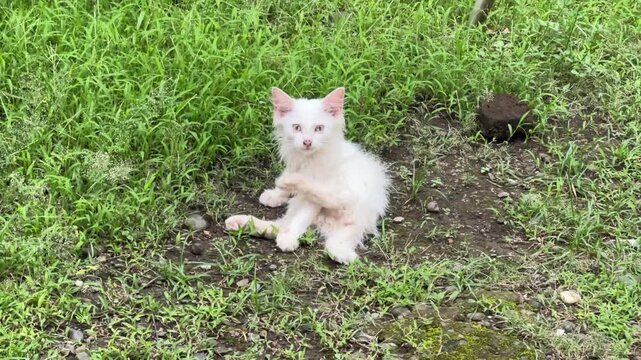 A small, fluffy white kitten sitting peacefully on a patch of green grass and soil.