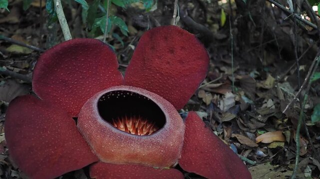 Rafflesia kerrii this flowering plant has the largest flowers in the world and is found in Khao Sok, Surat Thani Province.	