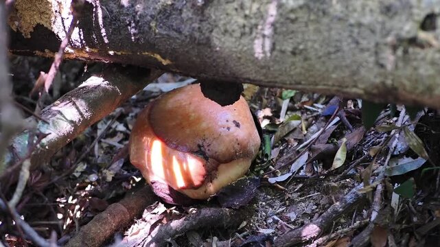 Rafflesia kerrii this flowering plant has the largest flowers in the world and is found in Khao Sok, Surat Thani Province.	