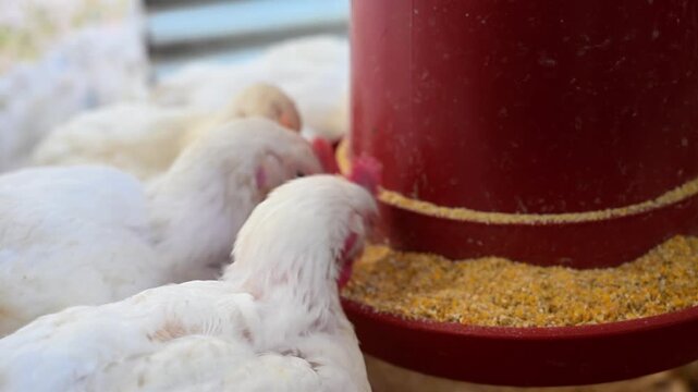 White broiler chickens eating corn feed from a red automatic feeder