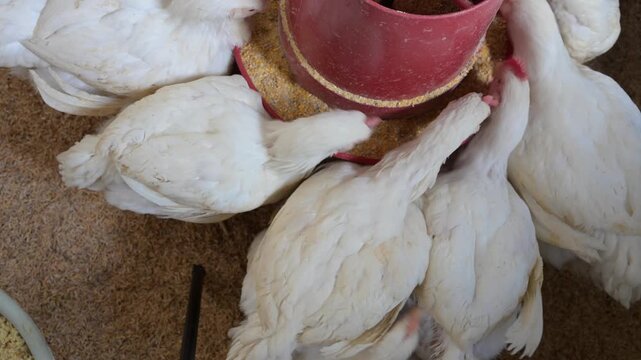 Broiler chickens eating organic corn feed from a feeder on a poultry farm