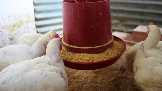 White broiler chickens feeding on corn from a hen feeder