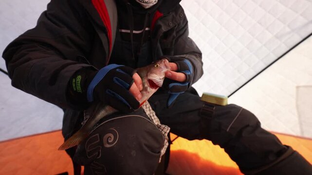 Man in fur trapper hat holds perch in portable ice tent. Low angle close up shows yellow eye, orange fins, open gill plate. Quilted walls give even light.