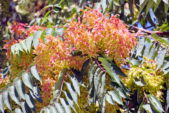 Tree of Heaven (lat.- Ailanthus altissima)