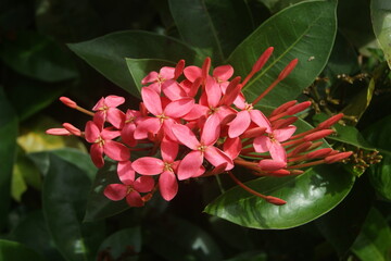 Ixora rose © Fabrice Alexandre