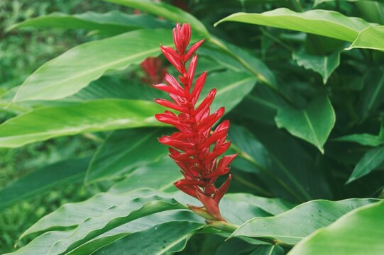 Fond d'&eacute;cran - alpinia rouge