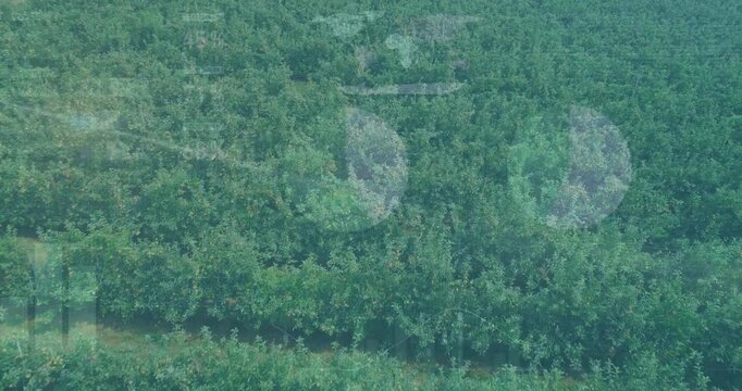 Orchard canopy filling frame with drone moving sunlight making pale flares showing light artifacts