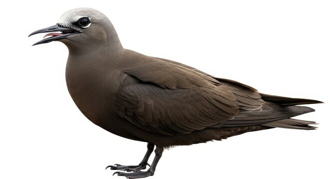 Elegant Brown Noddy Bird Standing Tall on a White Background.
