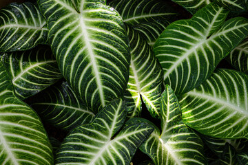 Caladium lindenii tropical leaves, Caladium lindenii foliage plant, Caladium lindenii leaf texture