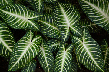 Caladium lindenii tropical leaves, Caladium lindenii foliage plant, Caladium lindenii leaf texture