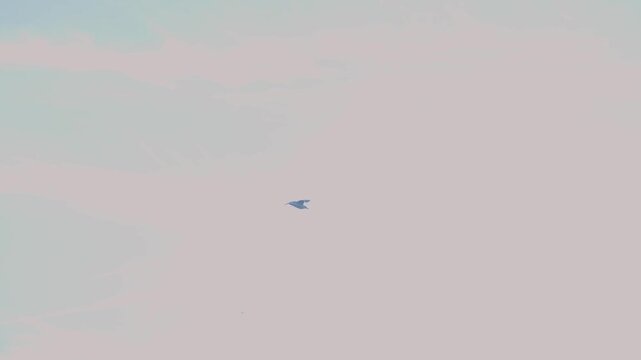 Bird flying in the sky in a afternoon fog day