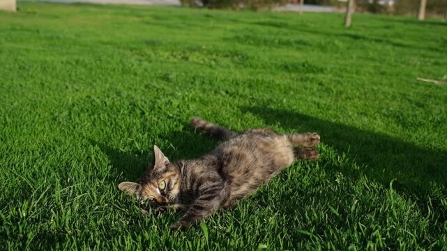 A solitary tabby cat enjoys itself, leaping and pouncing playfully in the grass, all captured in graceful slow motion.