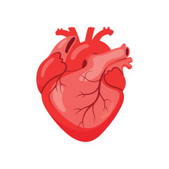 A stylized medical illustration of a human heart in vibrant red