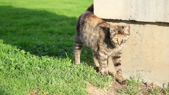 A playful tabby street cat enjoys itself, chasing and pouncing on nothing in the green grass, filmed in beautiful slow motion.

