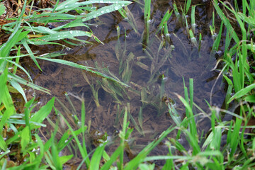 Obraz premium Water-filled hole in the ground after rainfall