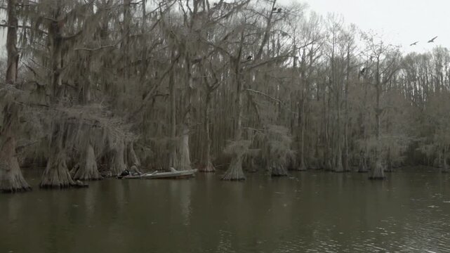 Birds are seen flying over a swamp area filled with bare trees. The water reflects their movement as they soar above the landscape during daytime hours.