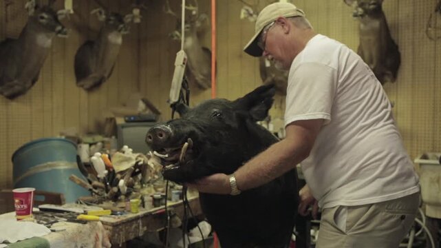 A man works on a taxidermy pig in his workshop. He carefully adjusts the pig s position and checks details on this piece. This activity takes place during the evening hours.
