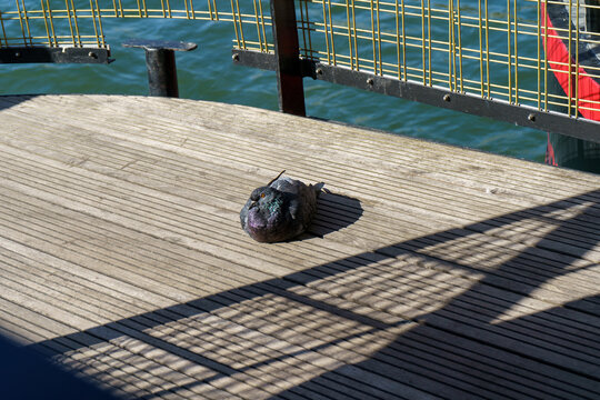 Pidgeon on dock in paris basking in the sun