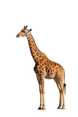 Fototapeta premium Side view of a single giraffe standing isolated against a white background. Showcases the giraffe's distinctive spotted pattern, long neck, and tall stature.