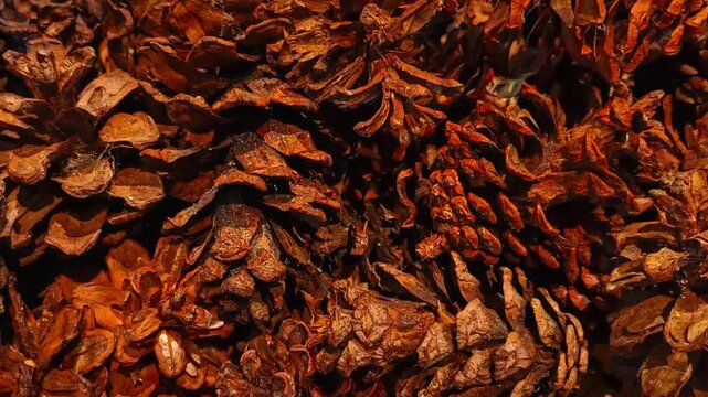 Natural pine cone texture video with smooth zoom out movement.