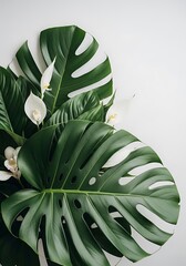 Lush tropical monstera leaves and white flowers on soft grey backdrop