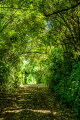 Obraz premium Explore the dense forest of Capim-Açu. High-difficulty photos that exude adventure: the effort in the closed forest crowned by the horizon of Noronha, Morro da Viúva and Leão. The pinnacle of wild nat