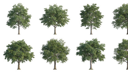 Obraz premium High-quality 3D render of eight green trees with varied foliage arrangement, isolated on white background. Ideal for nature, landscape, or botanical design projects.