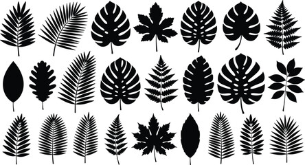 Collection of tropical leaf silhouettes, monstera deliciosa, palm fronds, fern branches, maple leaves, and exotic jungle foliage isolated on white background vector illustration. © Masuda