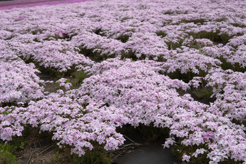 日本：シバザクラ「多摩の流れ」／羊山公園「芝桜の丘」埼玉県秩父市