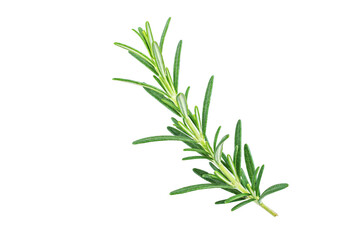 Fototapeta premium Close-up of a fresh green rosemary herb sprig isolated on white background. Used in cooking, herbal remedies, and aromatherapy. Highlighted by its aromatic leaves and slender stem.
