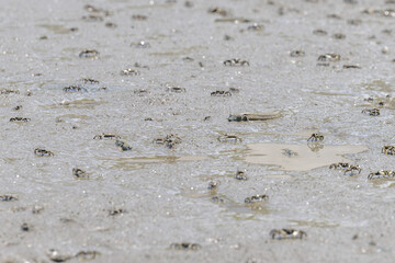 この世界観に映えるムツゴロウ
「水辺を駆ける冒険者、その決定的瞬間。」
宇土市(長部田海床路)
Mudskippers shine in this worldview.
"The decisive moment of an adventurer running along the water's edge."
Uto City (Nagabeta Kaisho Road)