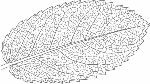 Detailed illustration of a leaf skeleton with intricate vein structure
