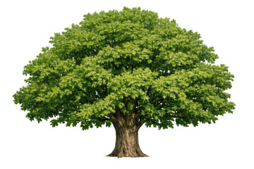 Fototapeta premium Green deciduous tree with dense foliage and sturdy trunk on transparent background, conveying nature and ecology