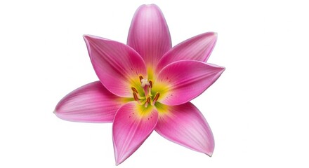 Fototapeta premium Vibrant pink flower with yellow center