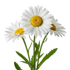 Fototapeta premium White daisies isolated on transparent background
