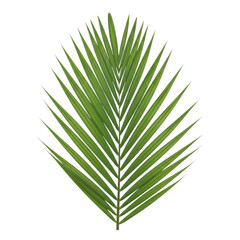 Fototapeta premium Palm leaf illustration isolated on transparent background