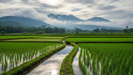 Obraz premium Curved Irrigation Path Through Rice Fields in Countryside