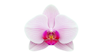 Fototapeta premium Close-up of a Pink Orchid Flower