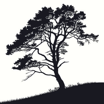 Lone pine tree silhouette
