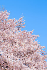 桜　青空　春