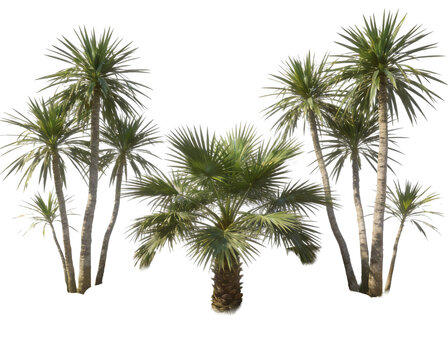 Collection of various palm trees with different frond shapes and heights, showcasing tropical botanical diversity. Isolated on white background for easy compositing.