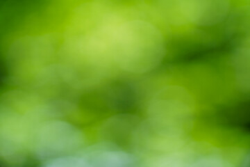 Obraz premium Nature background shows blurry green colors and soft light during daytime hours